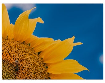 Sunflower with Bee on Aluminum Print