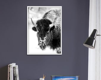 Black and White Bison Photo, Premium Matte Paper, Wooden Framed Poster