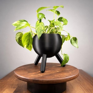Könnte beinhalten: Ein schwarzer, kugelförmiger Pflanzentopf mit drei Beinen, der eine grüne Pflanze mit gelb-grünen Blättern enthält. Der Pflanzentopf steht auf einem runden Holzsockel. Der Hintergrund ist einfarbig grau.