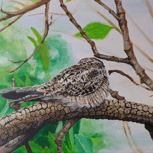 Common Nighthawk Acrylic Painting 11x14 Stretched Canvas Original