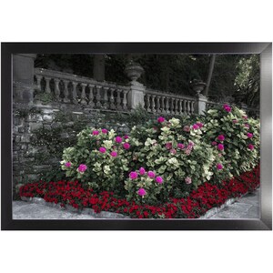 May include: A black and white photo of a stone wall with a stone railing and a lush garden with pink flowers in bloom.