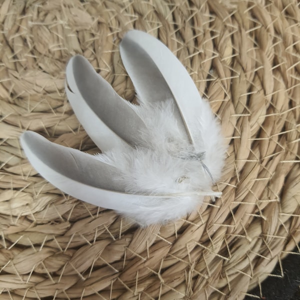 Wood pigeon feathers