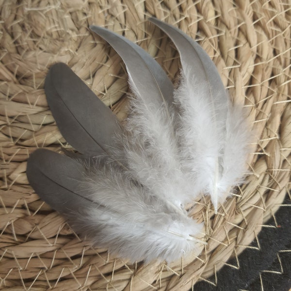 Wood pigeon feathers
