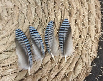 Natural Blue Oak Jay Feather