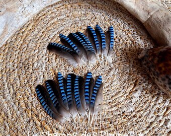 Plume de geai des chênes bleues naturelles