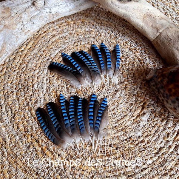 Plume de geai des chênes bleues naturelles