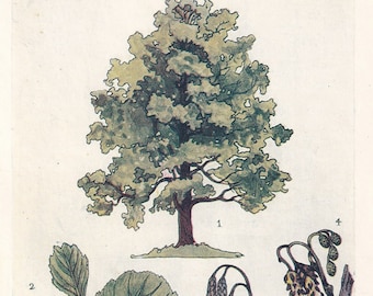 1910 ERLE Druck - Original antiker Baum Druck - Baum Wandkunst - Pflanzen Wandkunst - 113 Jahre alt - 16 x 11 cm