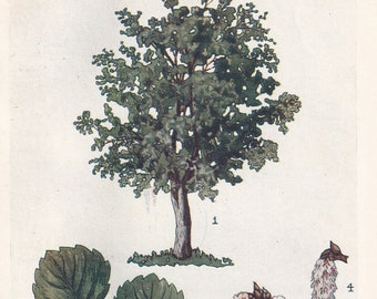 1910 ASPEN TREE Print - Original Antique Tree Print - Tree Wall Art - Plant Wall Art - 113 Years Old - 6.25 x 4.25 Inches