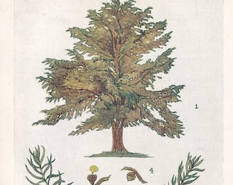 1910 YEW TREE Print - Original Antique Tree Print - Tree Wall Art - Plant Wall Art - 113 Years Old - 6.25 x 4.25 Inches