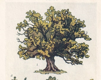 EICHE 1910 Druck - Antiker Baum Druck - Baum Wandkunst - Pflanzen Wandkunst - 113 Jahre alt - 16 x 10 cm