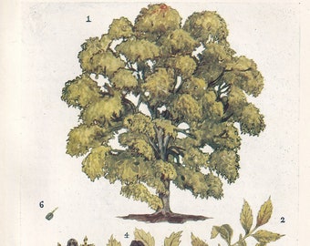 ASH TREE 1910 Druck - Original Antiker Baum Druck - Baum Wandkunst - Pflanzen Wandkunst - 113 Jahre alt - 6,25 x 4,25 Zoll