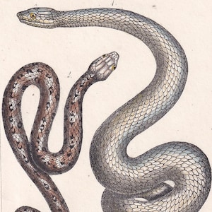 1834 RETICULATED PYTHON SNAKE Print - Hand-Coloured Antique Print - Lacepede - Snake Wall Art - Animal Gift Decor - 5.8 x 8.9 Inches