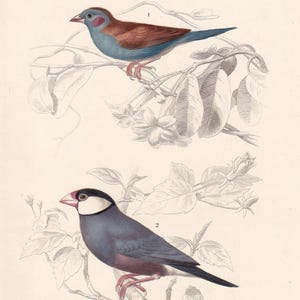 1861 CORDONBLEU & JAVA SPARROW Bird Print - Hand-Coloured Antique Print - Orbigny - Bird Wall Art - Animal Gift Decor - 5.75 x 9.75 Inches