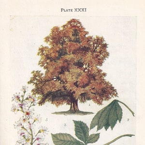 1910 HORSE CHESTNUT TREE Print - Original Antique Tree Print - Tree Wall Art - Plant Wall Art - 113 Years Old - 6.25 x 4.25 Inches