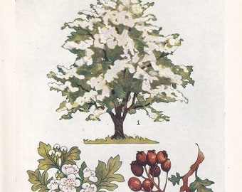 1910 HAWTHORN TREE Druck - Original antiker Baum Druck - Baum Wandkunst - Pflanzen Wandkunst - 113 Jahre alt - 16 x 11 cm