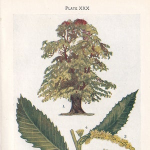 1910 HORSE CHESTNUT TREE Print - Original Antique Tree Print - Tree Wall Art - Plant Wall Art - 113 Years Old - 6.25 x 4.25 Inches