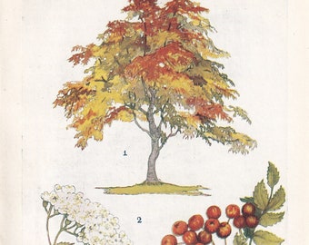 1910 ROWAN TREE Druck - Original antiker Baum Druck - Baum Wandkunst - Pflanzen Wandkunst - 113 Jahre alt - 16 x 11 cm