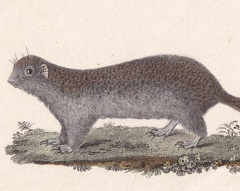 1828 FRANKLIN'S GROUND SQUIRREL Print - Hand-Coloured Antique - Buffon - Animal Wall Art Gift Decor - 19th Century - 6.1 x 9.75 Inches