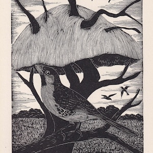 1930 SOCIABLE WEAVER VOGEL Druck Holzgravur - Vogel Wandkunst - Vogel Gravur - Antiker Vogeldruck - 94 Jahre alt - 13 x 19 cm