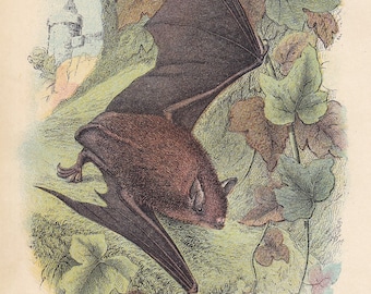 1896 ROT-GRAUER SCHLIFF Druck - Fledermaus Wandkunst - Chiroptera, Fledermäuse - Original Antiker Druck - Halloween - Tier Wandkunst - 12,5 x 19,2 cm