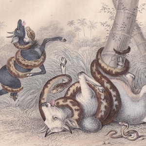 1859 ANACONDA, PYTHON, & RATTLESNAKE Snake Print - Hand-Coloured Engraving - Snake Wall Art - Antique Snake Decor - 9.5 x 6.5 Inches
