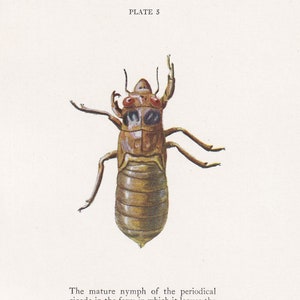 1934 CICADA NYMPH Print - Original Vintage Print - Insect Wall Art - Insect Decor - Insect Gift Idea - 89 Years Old - 9.15 x 6 Inches