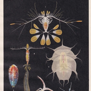 1934 COPEPOD Print - Original Vintage Print - Sea Life Decor - Sea Wall Art - Copepod Art - 89 Years Old - 9.15 x 6 Inches