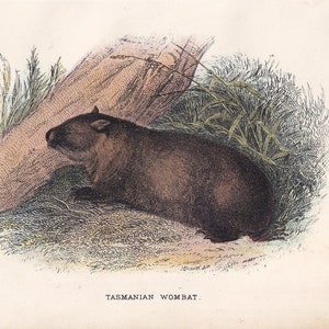 WOMBAT DE TASMANIE 1896 - impression de mammifères marsupiaux - impression d'animaux d'Australie - impression ancienne originale - 7.2 x 4,7 pouces