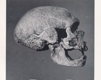 ネアンデルタール人　頭蓋骨　標本　模型　頭蓋骨彫刻 　レア　コレクション ネアンデルタール人頭蓋骨模型 BCBH019｜化石人類模型