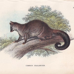 Impression de phalangers communs de 1896 - impression de mammifères marsupiaux - impression d'animaux d'Australie - impression ancienne originale - 7,2 x 4,7 pouces