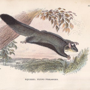 Puede incluir: Una ilustración detallada de un falangero volador, un pequeño marsupial con una cola larga y tupida, deslizándose por el aire con las patas extendidas. El animal está representado en tonos grises y marrones, con la nariz y las orejas rosadas. El fondo presenta una rama frondosa y un paisaje borroso.