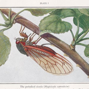 1934 CICADA Print - Original Vintage Print - Insect Wall Art - Insect Decor - Insect Gift Idea - 89 Years Old - 9.15 x 6 Inches