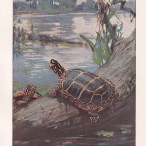 1934 PAINTED TERRAPIN Print - Original Vintage Print - Turtle Wall Art - Reptile Print - Turtle Decor - 89 Years Old - 9.15 x 6 Inches