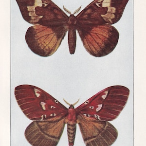 1934 MOTH Print - Original Vintage Print - Moth Wall Art - Moth Decor - Moth Gift Idea - 89 Years Old - 9.15 x 6 Inches