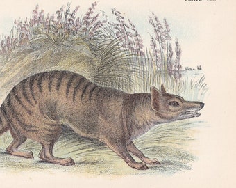 Raro! Stampa 1896 THYLACINE TASMANIAN WOLF - Stampa di mammiferi australiani - Tigre della Tasmania - Stampa antica - 127 anni - 7,2 x 4,7 pollici