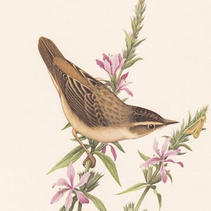 1960 SEDGE WARBLER Bird Print - Vintage Bird Print - Bird Illustration - Bird Wall Art - Bird Decor - 7.5 x 10.6 Inches