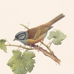 1960 ROCK BUNTING Print - Vintage Bird Print - Bird Illustration - Bird Wall Art - Bird Decor - 7.5 x 10.6 Inches