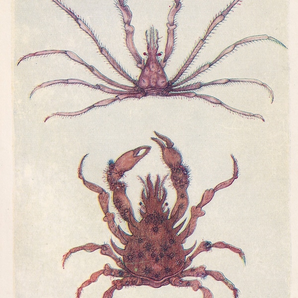 Impression araignée-crabe 1907 - impression marine antique originale - impression crabe - impression vie marine - 116 ans - 6,15 x 4,25 pouces