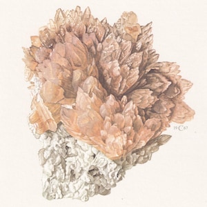 May include: Watercolor illustration of a Strontianite crystal formation. The crystal is a cluster of peach and tan colored, spiky formations atop a white, porous base. The text "Strontianite" is below the crystal.