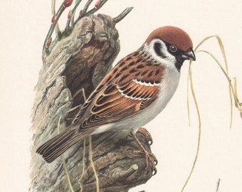 スズメの版画、ヴィンテージ鳥類学リトグラフ、1960年代の野生動物