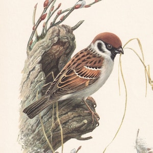 1960  TREE SPARROW Print - Vintage Bird Print - Bird Illustration - Bird Wall Art - Bird Decor - 7.5 x 10.6 Inches