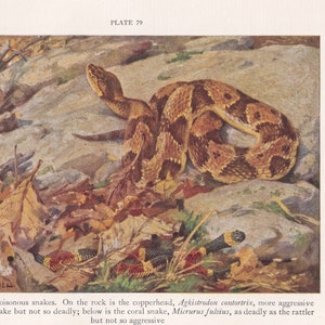 1934 POISONOUS SNAKE Print - Original Vintage Print - Copperhead Snake - Snake Print - Snake Wall Art - 89 Years Old - 9.15 x 6 Inches