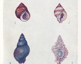 1907 SHELLS: WHELK & PERIWINKLE Print - Original Antique Marine Print - Sea Life Print - Sea Life Print - 116 Years Old - 6.15 x 4.25 Inches