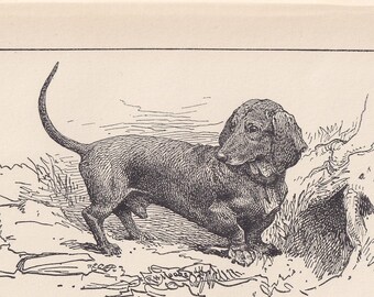 1900 DACHSHUND DOG Print - Original Antique Dog Print - R. H. Moore - Dog Wall Art - Dog Lover - Dog Gift - 8.6 x 5.6 Inches