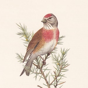 1960 COMMON LINNET Bird Print - Vintage Bird Print - Bird Illustration - Bird Wall Art - Bird Decor - 7.5 x 10.6 Inches