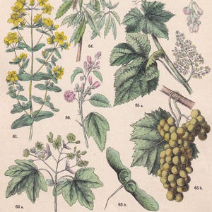 Könnte beinhalten: Eine antike botanische Illustration mit verschiedenen Pflanzen und Blumen. Das Bild enthält detaillierte Zeichnungen von Blättern, Blüten und Früchten mit Beschriftungen und Nummern. Die Farbpalette ist weich, mit Grün-, Gelb- und Rosatönen.