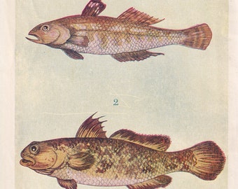 1907 GOBIES FISH Print - Original Antique Marine Print - Fish Wall Art - Sea Life Print - 116 Years Old - 6.15 x 4.25 Inches