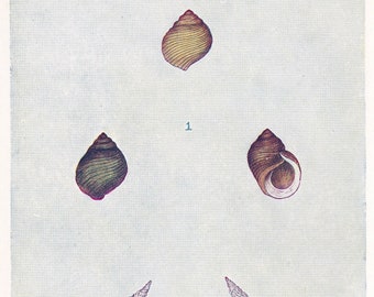 1907 SEA SHELLS Print - Original Antique Marine Print - Sea Life Print - Sea Life Print - 116 Years Old - 6.15 x 4.25 Inches