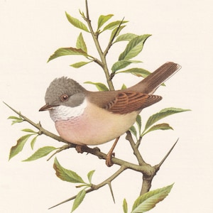1960 COMMON WHITETHROAT Bird Print - Vintage Bird Print - Bird Illustration - Bird Wall Art - Bird Decor - 7.5 x 10.6 Inches