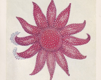 1907 STARFISH Print - Original Antique Fish Print - Sea Life Print - Starfish Wall Art - 116 Years Old - 6.15 x 4.25 Inches